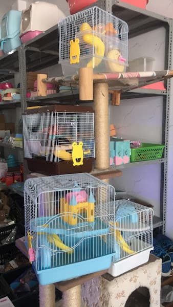 Hình ảnh Home Pet's - Chuột Hamster Hải Phòng - 8