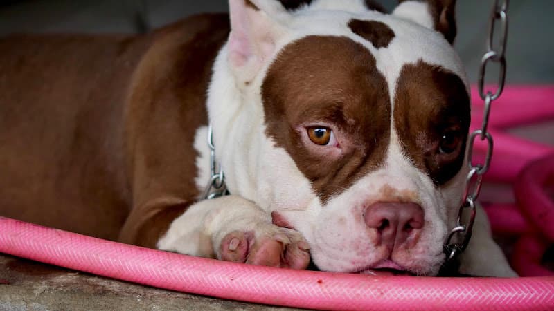 Hình ảnh Thú Y Cần Thơ PHÚC HIỂN - 4