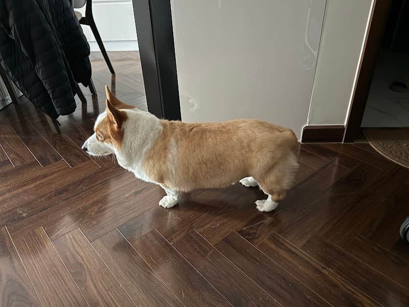 Tiệm thú cưng Hachiko