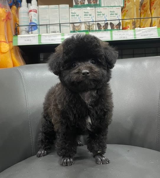 Hình ảnh Trang Trại Chó Cảnh Lâm Ngọc Diệu - 4