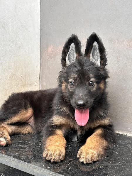 Hình ảnh Bệnh viện thú y VPET - 6