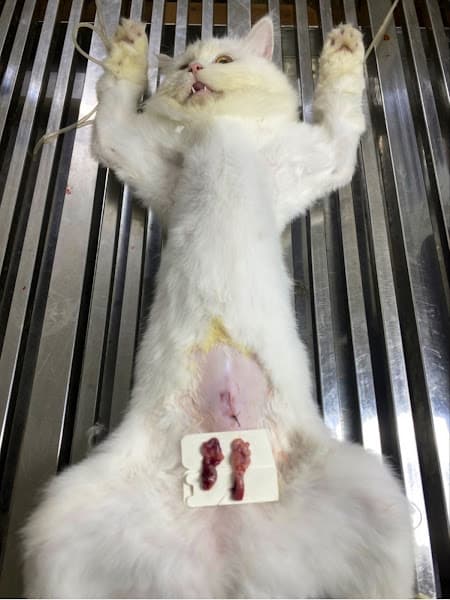 Hình ảnh Phòng Khám Thú Y Hue Vet - 6