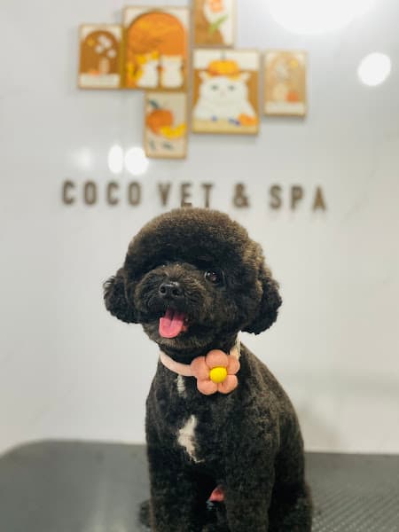 Hình ảnh Coco vet & spa - Tắm cắt tỉa lông chó mèo - 2