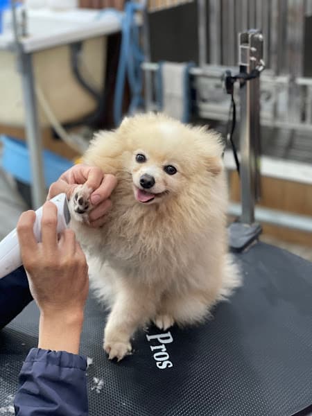 Hình ảnh Bệnh Viện Thú Y Chợ Mới - 2