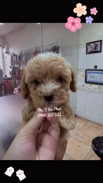 Hình ảnh Thú Y Gia Phát - 3