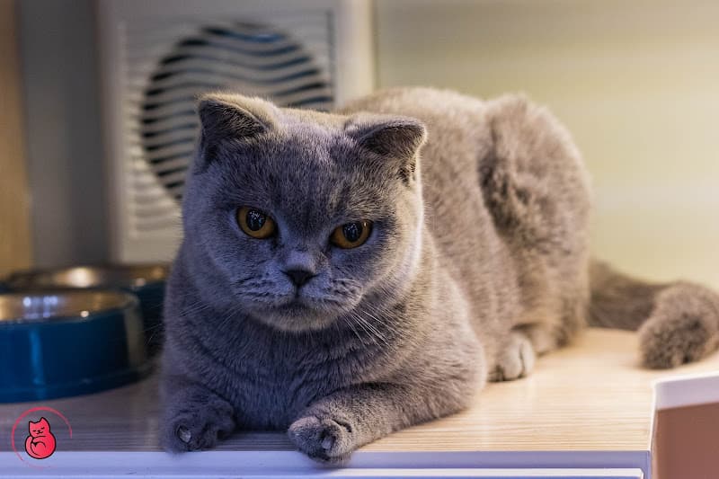 Hình ảnh Peaky Pet Shop - Shop Thú Cưng Hải Phòng - 4