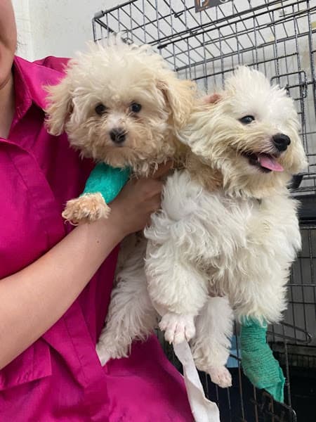 Phòng Khám Thú Y Quảng Ngãi Zichi Pet