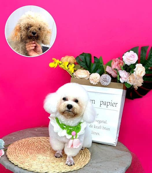 Thú y Hoàng Bảo - Siêu thị thú cưng