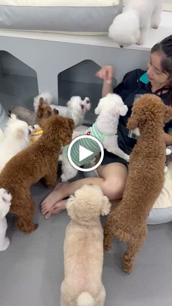Hình ảnh Gumi Pet Shop 구미펫 - 宠物店 - 3
