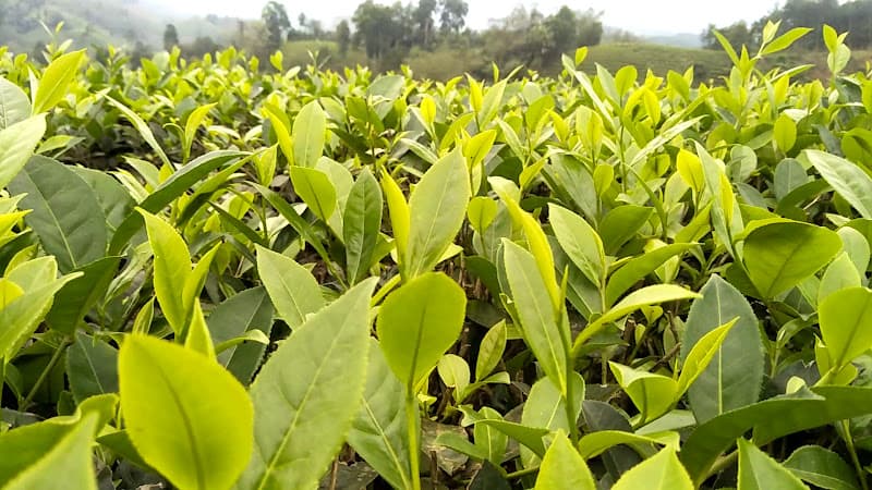 Hình ảnh Đồi Chè Long Cốc - 5