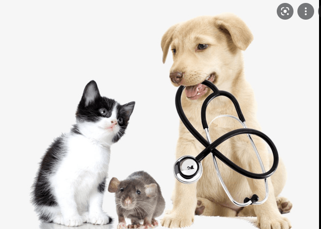 Hình ảnh Thú Y CHÓ MÈO Khu Vực Cam Lâm, Khánh Hòa ( Nhận điều trị tại phòng khám và điều trị tại nhà khách ) - 3