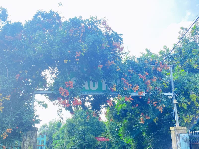 Hình ảnh Vườn Trái Cây Sáu Hùng - 5