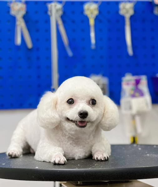 Hình ảnh Châu Đốc Pet Spa - cắt tỉa lông thú cưng - 3