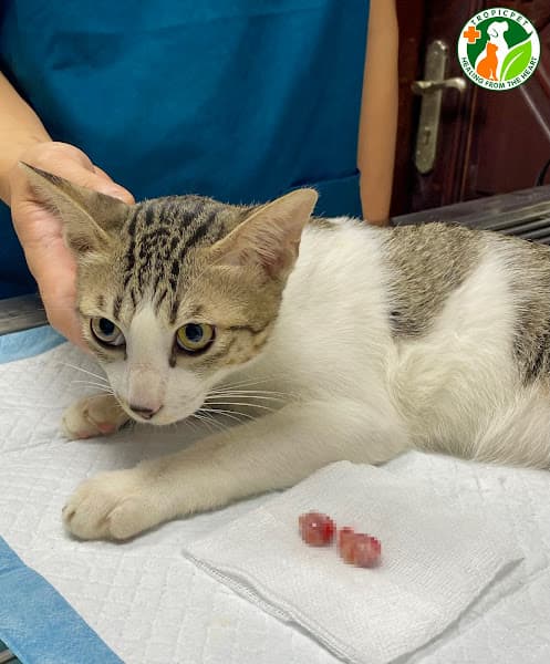 Hình ảnh Bệnh Viện Thú Y Tropicpet Cầu Giấy - 3