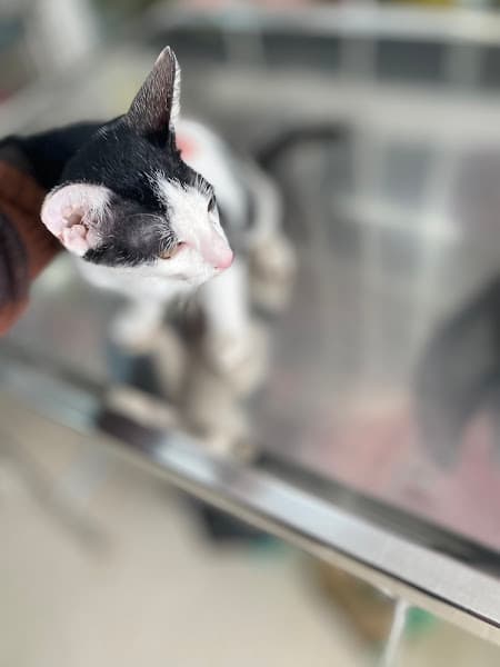 Hình ảnh Phòng Khám Thú Y Châu Đốc - BSTY Nhung - 2