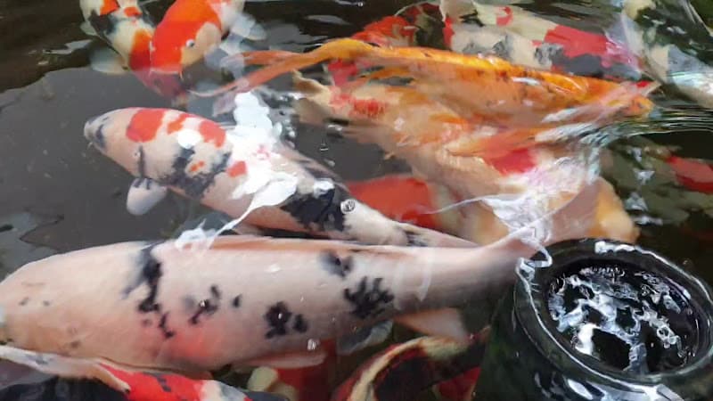 Hình ảnh Sun Ocean - Nhà hàng & Cà Phê - 4