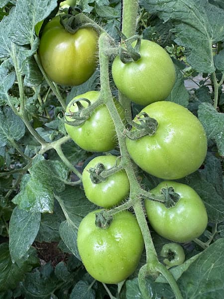 Hình ảnh Gia Lai - 4