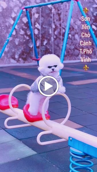 Hình ảnh Sơn Yến Chó Cảnh TP. Vinh Nghệ An - 2