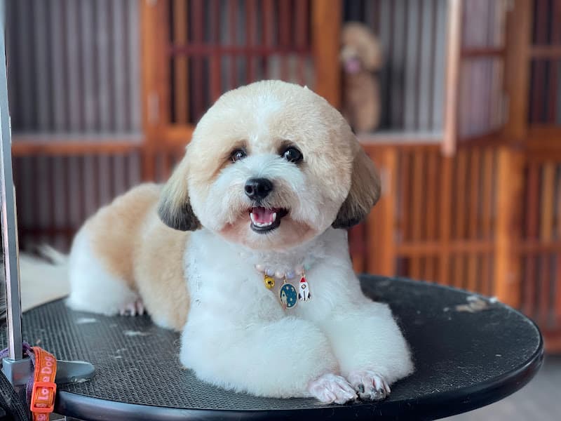 Spa Hotel Thú Cưng-Pet Family Huế