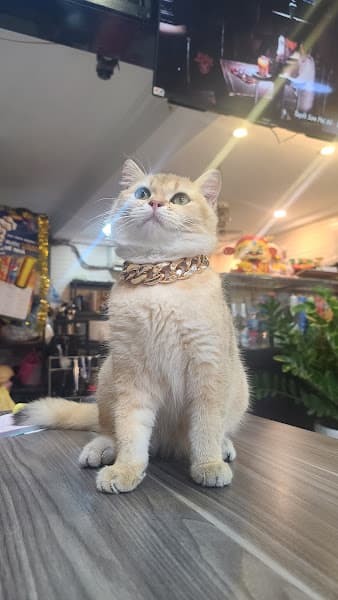 Hình ảnh Chip's Grill & Hotpot - Ẩm thực nướng, lẩu, cơm văn phòng - 2