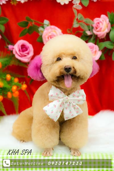 Hình ảnh Kha Spa Chó Mèo - 4