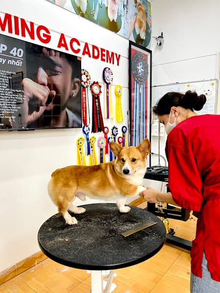 Hình ảnh RITDO PET SPA & GROOMING ACADEMY - 3