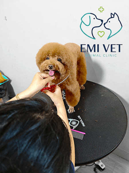 Hình ảnh PHÒNG KHÁM THÚ Y EMI VET - THÚ Y XÃ XUÂN LỘC, GIA RAY , ÔNG ĐỒN - 5