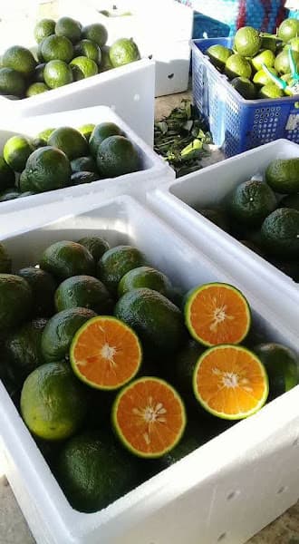 TRÁI CÂY SỈ THANH THỦY