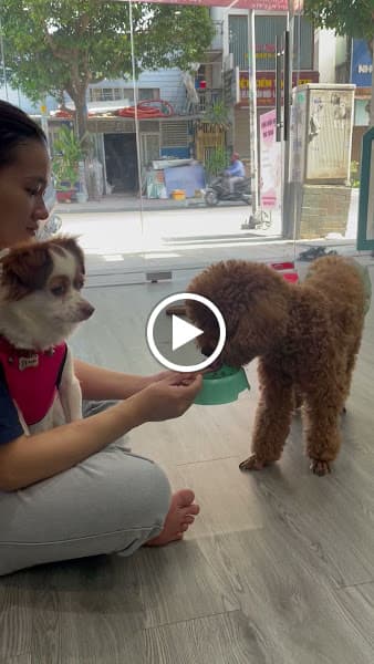 Hình ảnh Tiệm Mần Đẹp Thú Cưng - 4