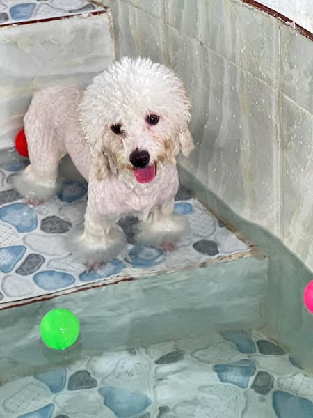 Hình ảnh NaMi Pet Grooming Style - 2