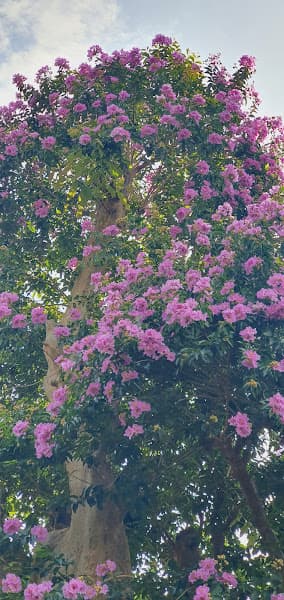 Hình ảnh Cháo Lươn Điền Ngần - 2