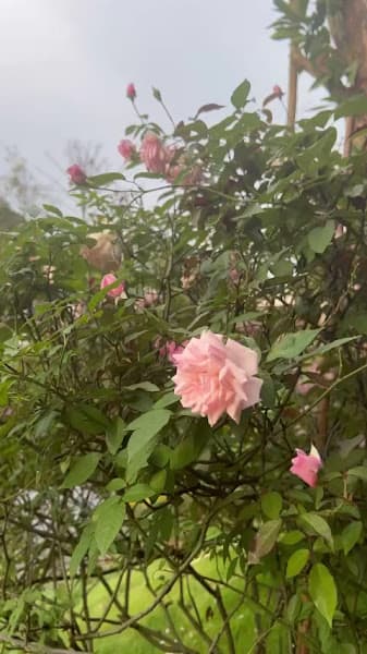 Hình ảnh Tâm Châu.ltd - 2