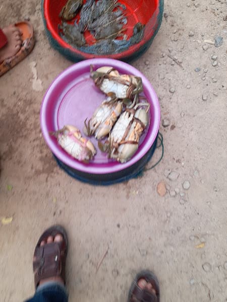 Hải Sản Tươi Sạch Chợ đầu mối Phú Hậu