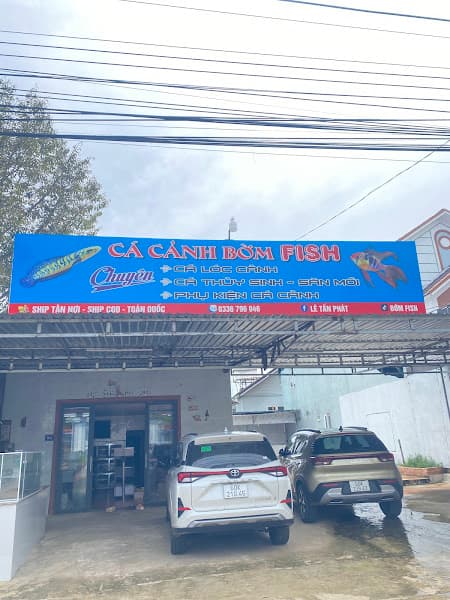 Cá Cảnh Bờm Fish