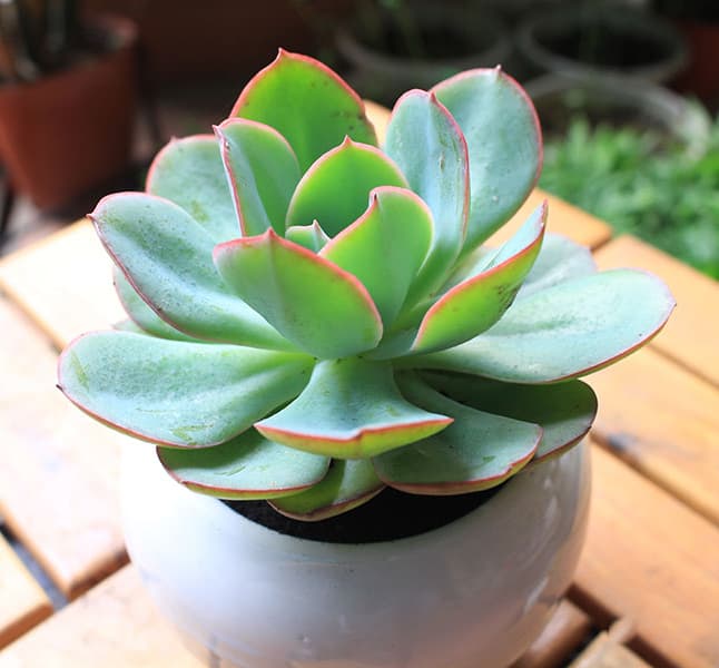 Ảnh bìa Cà phê Muối Leo