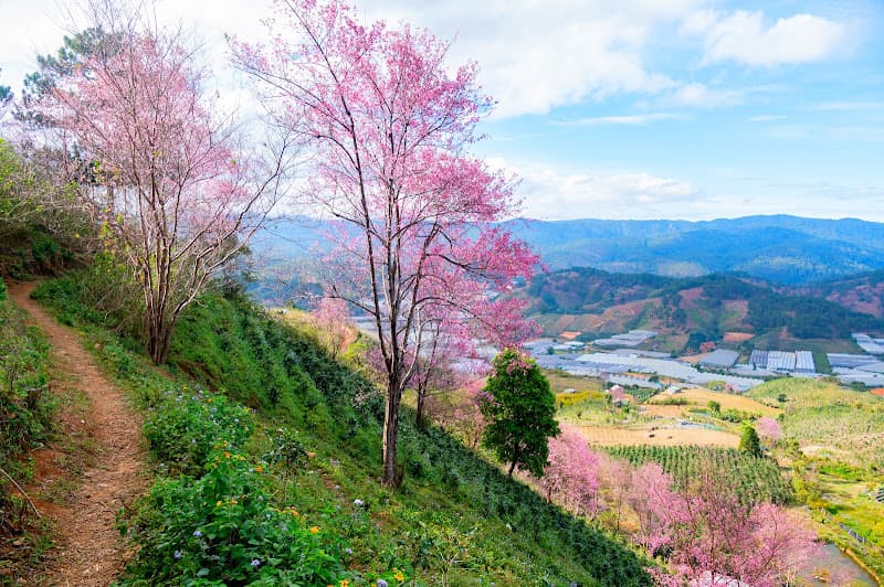 Hình ảnh Mộng Đào Nguyên - 3