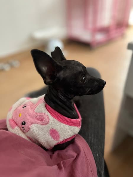 Hình ảnh Dalat Happy pets - 2