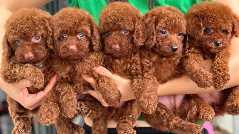 Ảnh bìa Petshop chó cảnh đà nẵng