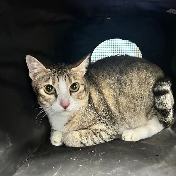 Hình ảnh Phòng khám thú y - Delta Pet Clinic Biên Hoà Cấp Cứu 24/7 - 2