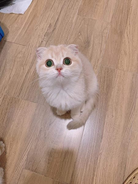 Hình ảnh Meo meo House - 2