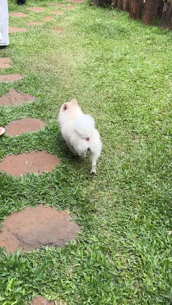 Hình ảnh Kawaii Pet Salon - 4