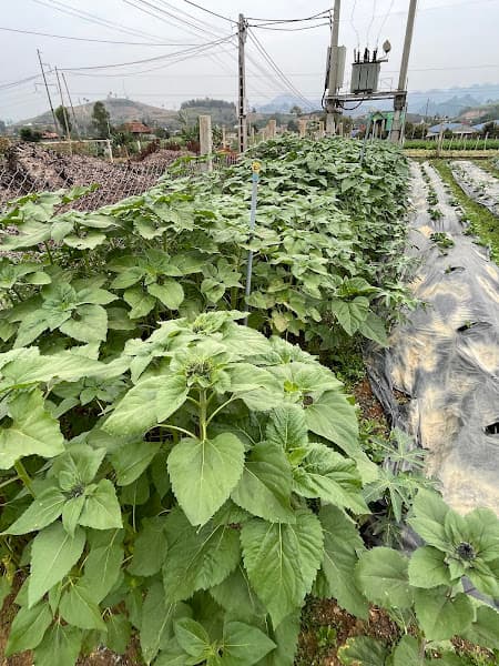 Hình ảnh Nhà hàng- Homstay Thu Thắm - 9