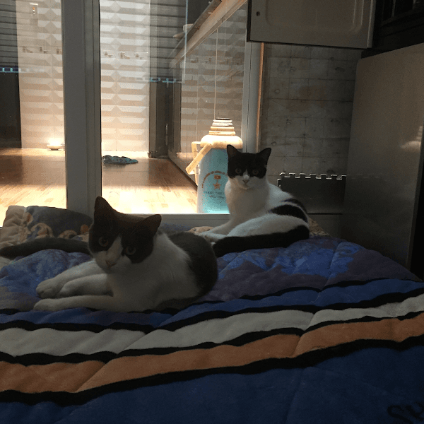 Hình ảnh Dịch vụ thú y Hope (688B Thiên Lôi) - 10