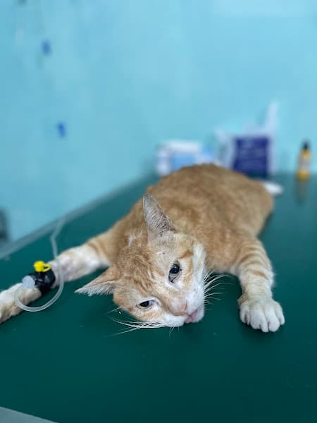 Hình ảnh Bệnh viện Thú y Home Vet Nha Trang - Cấp cứu 24/7 - 2