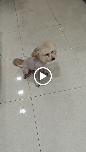 Hình ảnh PHÒNG KHÁM THÚ Y EMI VET - THÚ Y XÃ XUÂN LỘC, GIA RAY , ÔNG ĐỒN - 4