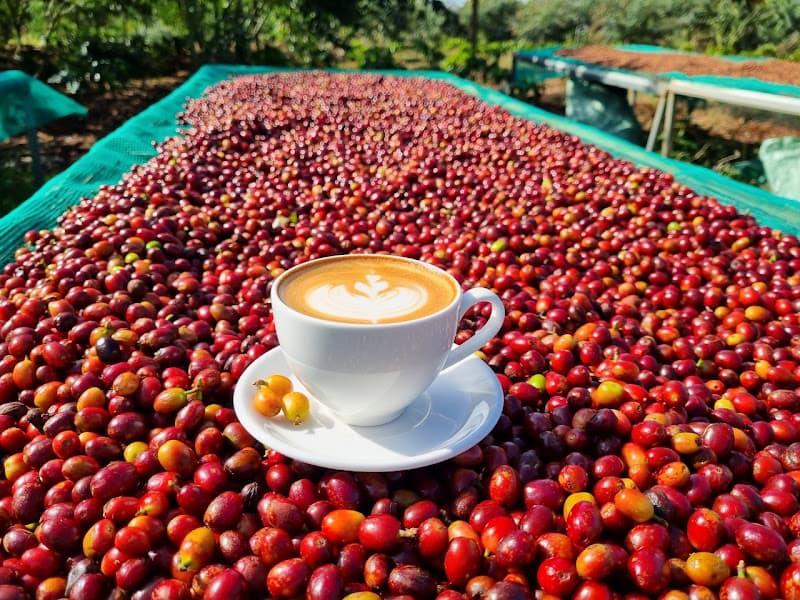 Hình ảnh Trang Trại Aeroco Coffee - 4