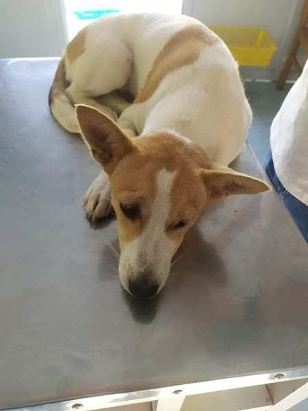 Phòng mạch thú y Sơn Trinh