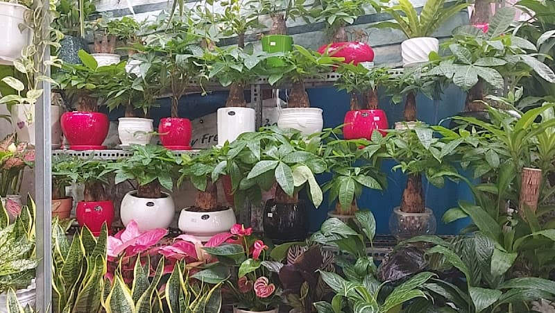Hình ảnh Bán Cây Cảnh Đẹp – Cây cảnh Vĩnh Long - 5