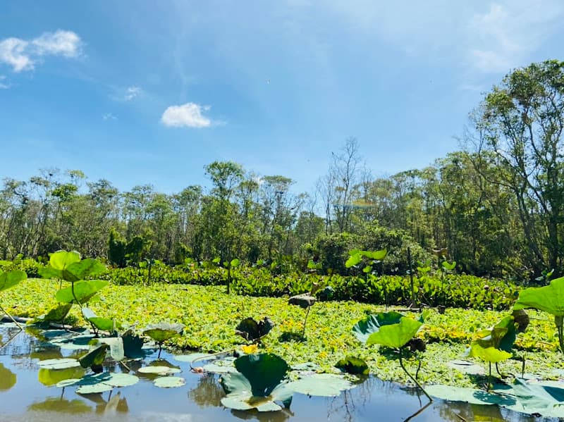 Hình ảnh Rừng Tràm Trà Sư - 4