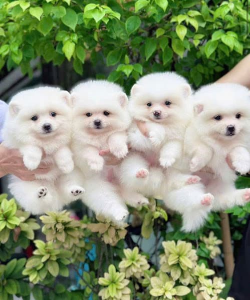 Hình ảnh Mua chó Poodle – Corgi – Phốc Sóc Đà Nẵng - 2